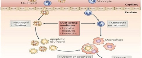 Inflammation